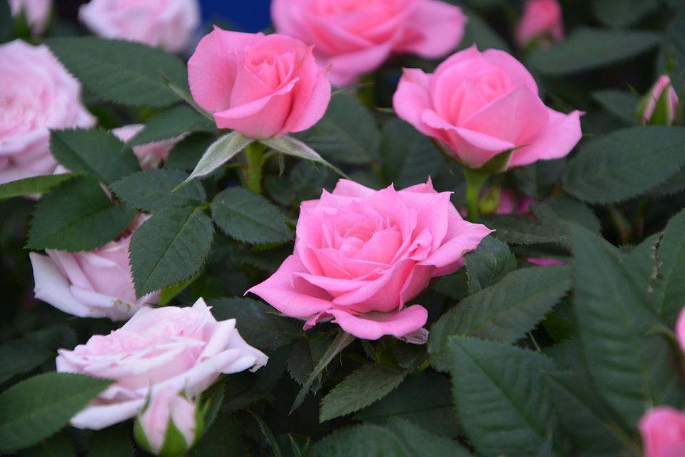 Detail Gambar Bunga Mawar Pink Nomer 52