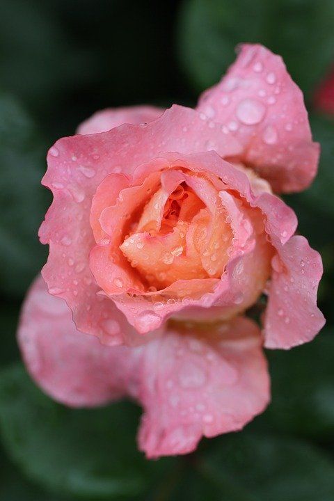 Detail Gambar Bunga Mawar Pink Bergerak Nomer 2