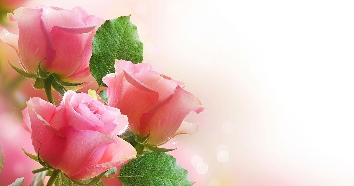 Detail Gambar Bunga Mawar Pink Bergerak Nomer 25