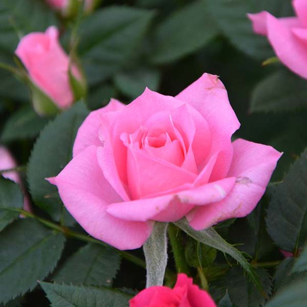 Detail Gambar Bunga Mawar Pink Cantik Nomer 11
