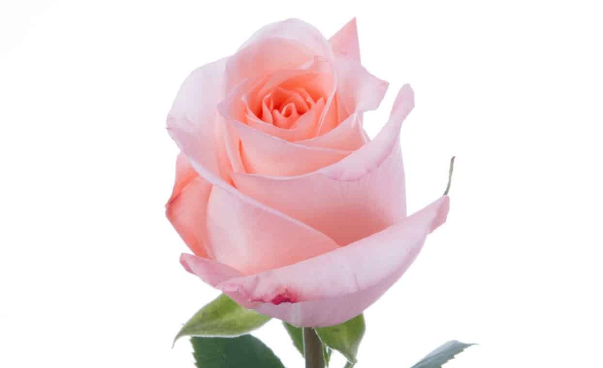 Detail Gambar Bunga Mawar Pink Yang Indah Nomer 26