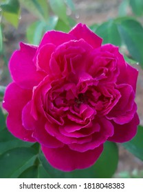 Detail Gambar Bunga Mawar Pink Yang Indah Nomer 36