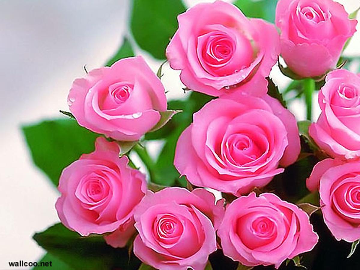Detail Gambar Bunga Mawar Pink Yang Indah Nomer 7