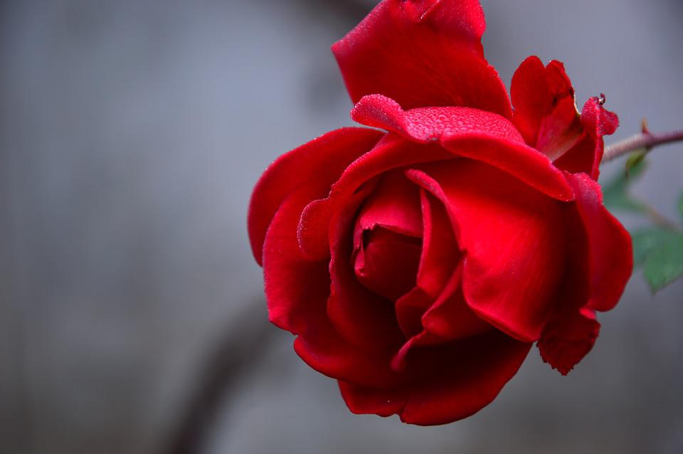 Detail Gambar Bunga Mawar Pixabay Nomer 34