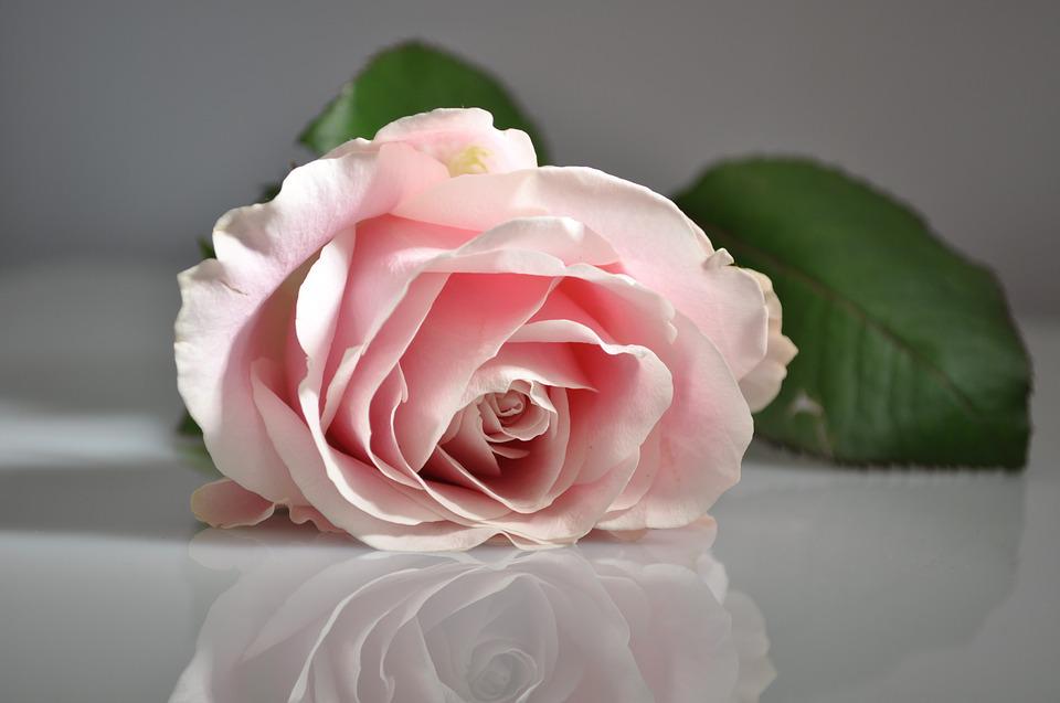 Detail Gambar Bunga Mawar Pixabay Nomer 40
