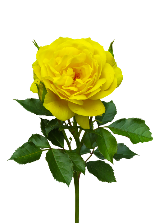 Detail Gambar Bunga Mawar Pixabay Nomer 8