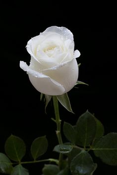 Detail Gambar Bunga Mawar Putih Nomer 35