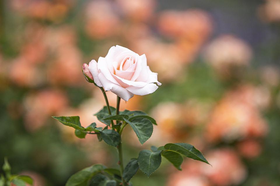 Detail Gambar Bunga Mawar Putih Nomer 52