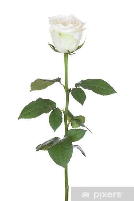 Detail Gambar Bunga Mawar Putih Nomer 8