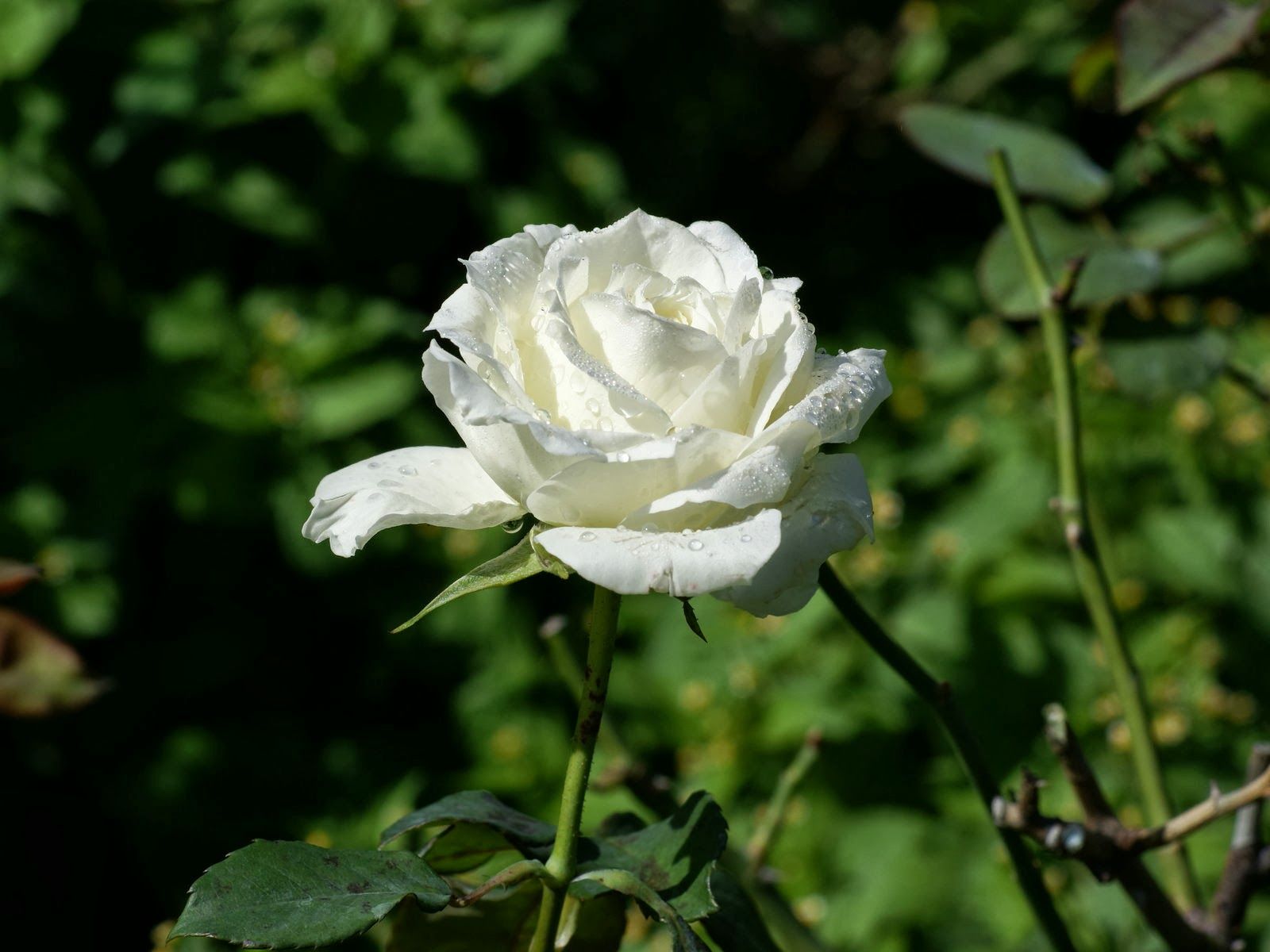 Detail Gambar Bunga Mawar Putih Nomer 10