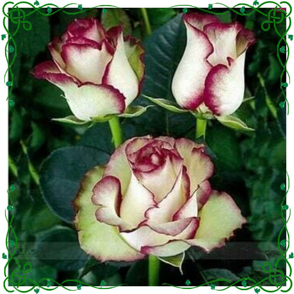 Detail Gambar Bunga Mawar Putih Dan Merah Nomer 10