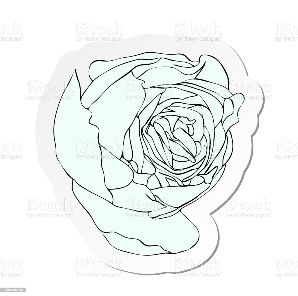 Detail Gambar Bunga Mawar Putih Kartun Nomer 55