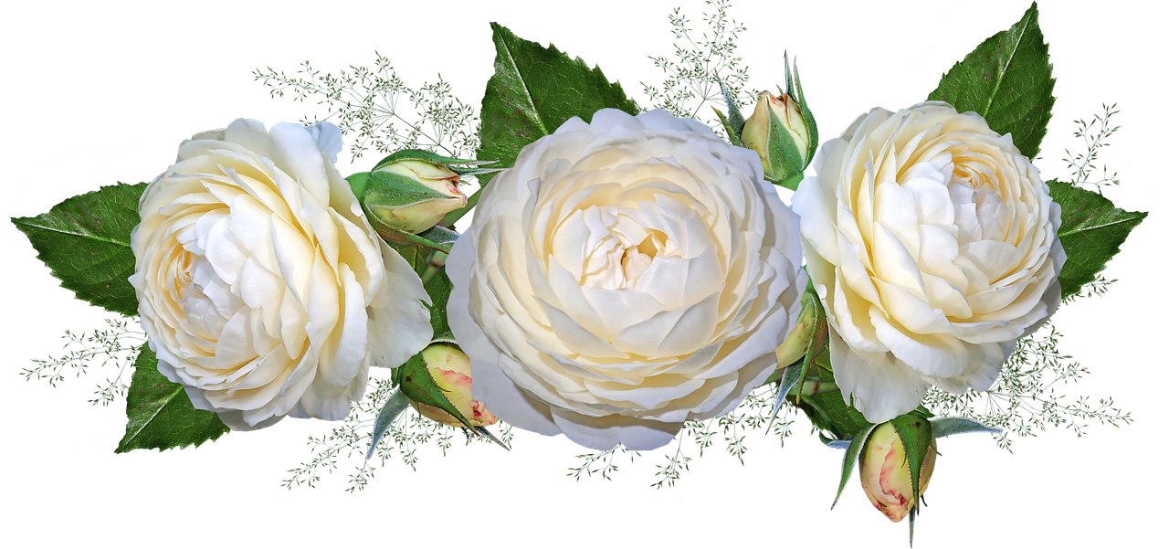 Detail Gambar Bunga Mawar Putih Png Nomer 2