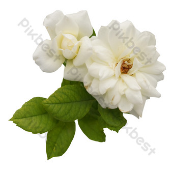 Detail Gambar Bunga Mawar Putih Png Nomer 34