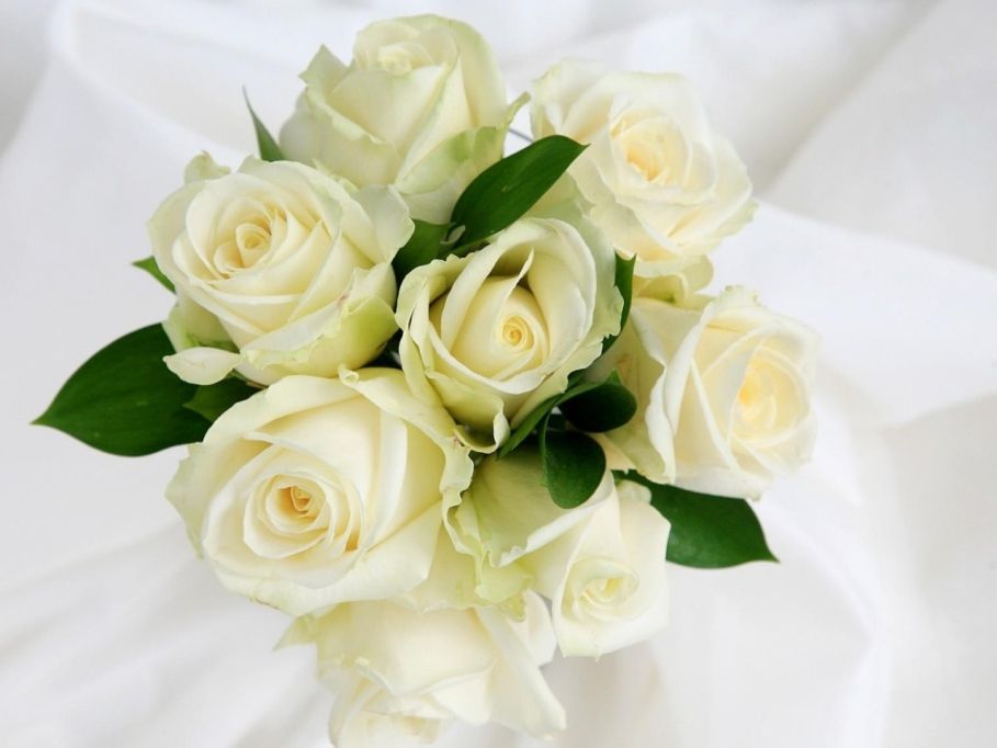 Detail Gambar Bunga Mawar Putih Tercantik Nomer 29