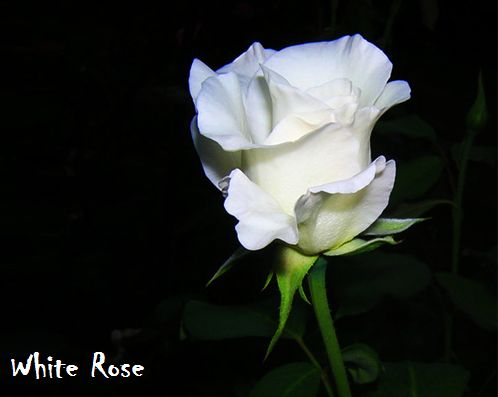 Detail Gambar Bunga Mawar Putih Yang Cantik Nomer 18