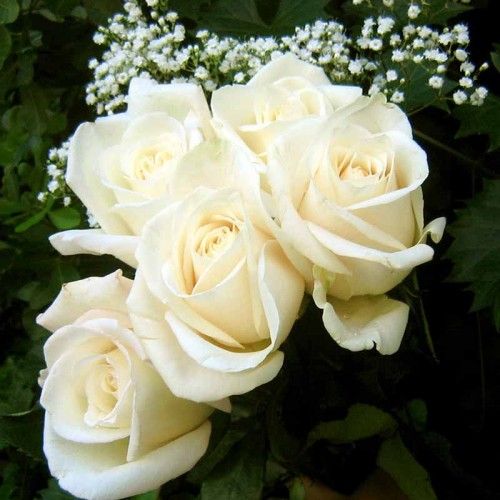 Detail Gambar Bunga Mawar Putih Yang Cantik Nomer 29