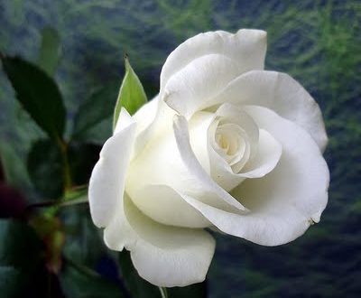 Detail Gambar Bunga Mawar Putih Yang Sangat Cantik Nomer 19