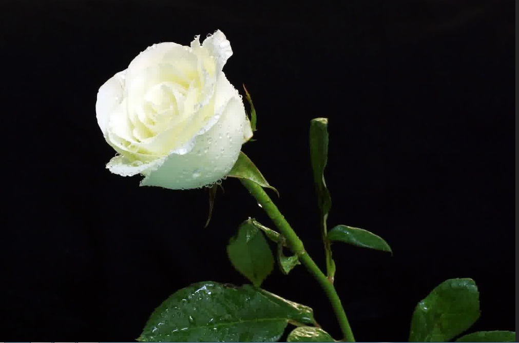Detail Gambar Bunga Mawar Putih Yang Sangat Cantik Nomer 26