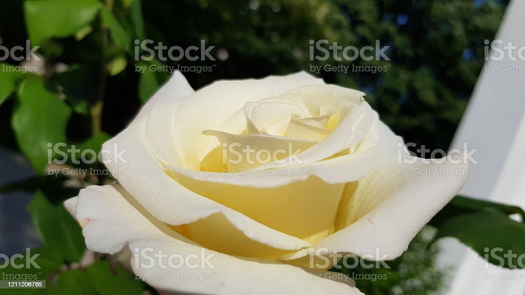 Detail Gambar Bunga Mawar Putih Yang Sangat Cantik Nomer 33