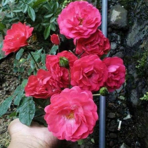 Detail Gambar Bunga Mawar Rambat Nomer 48