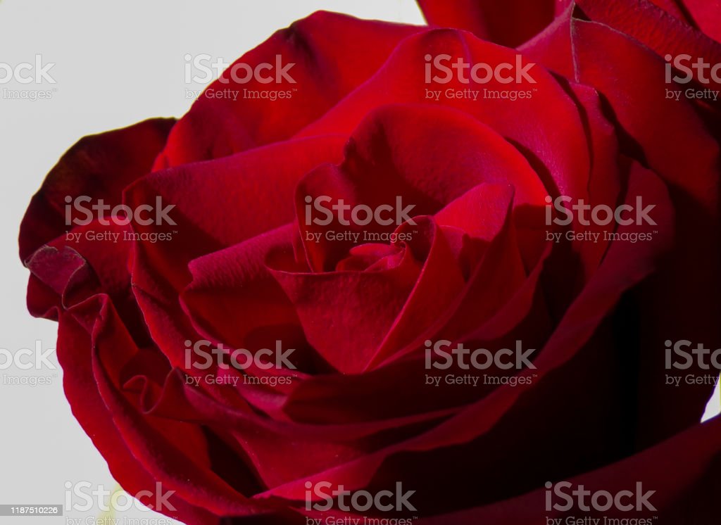 Detail Gambar Bunga Mawar Romantis Nomer 26