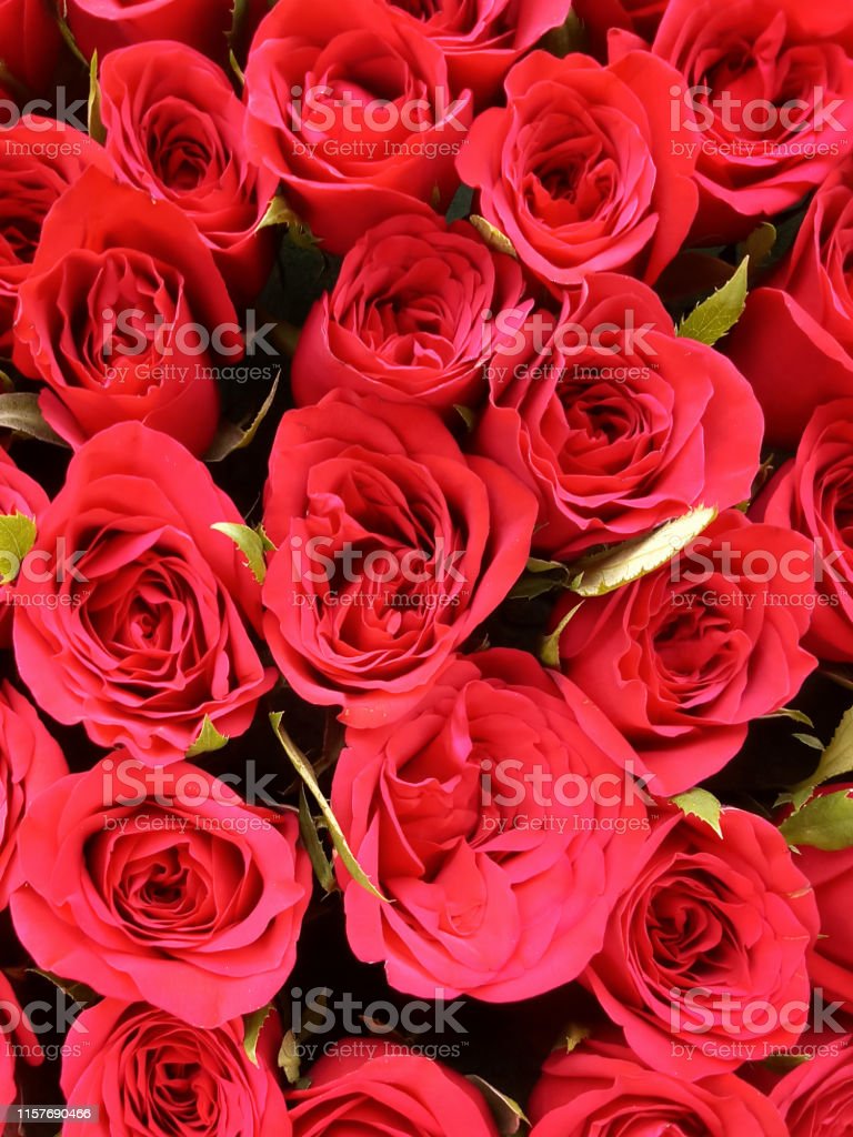 Detail Gambar Bunga Mawar Romantis Nomer 45