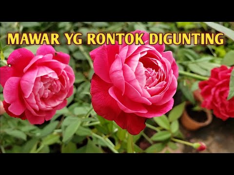 Detail Gambar Bunga Mawar Rontok Nomer 32
