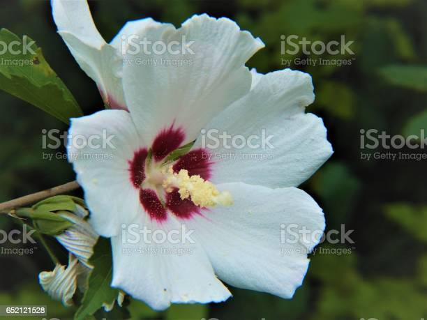 Detail Gambar Bunga Mawar Saron Nomer 41