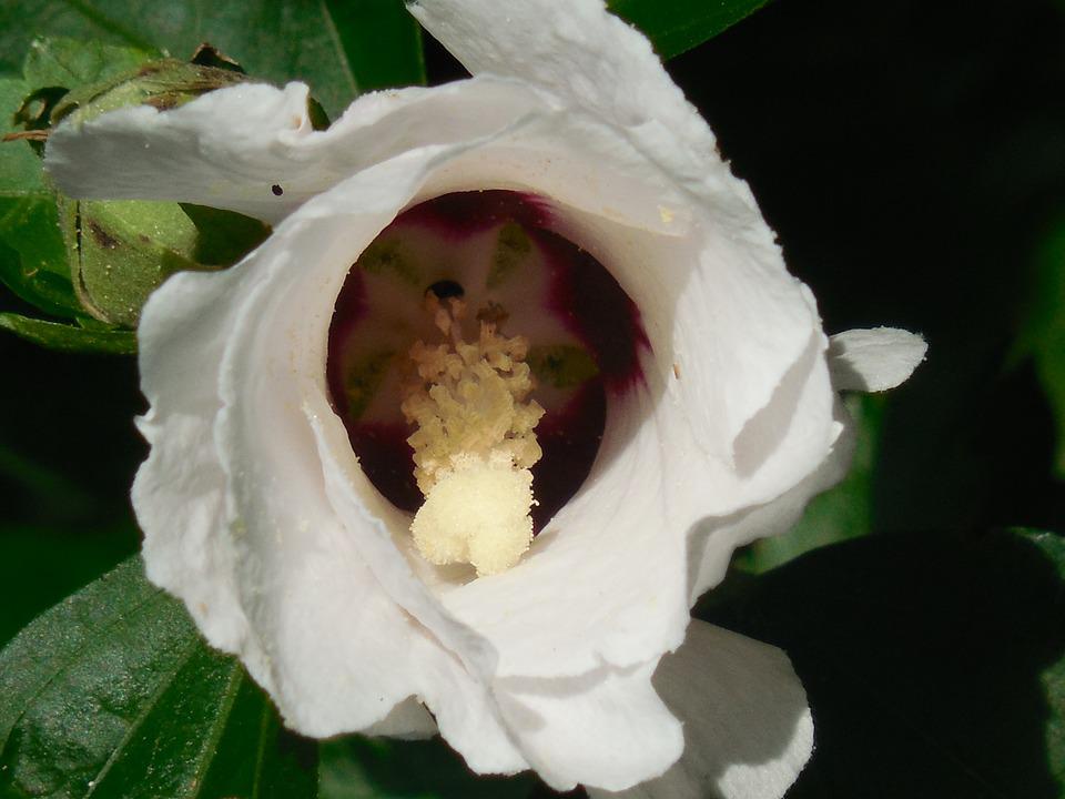 Detail Gambar Bunga Mawar Saron Nomer 9