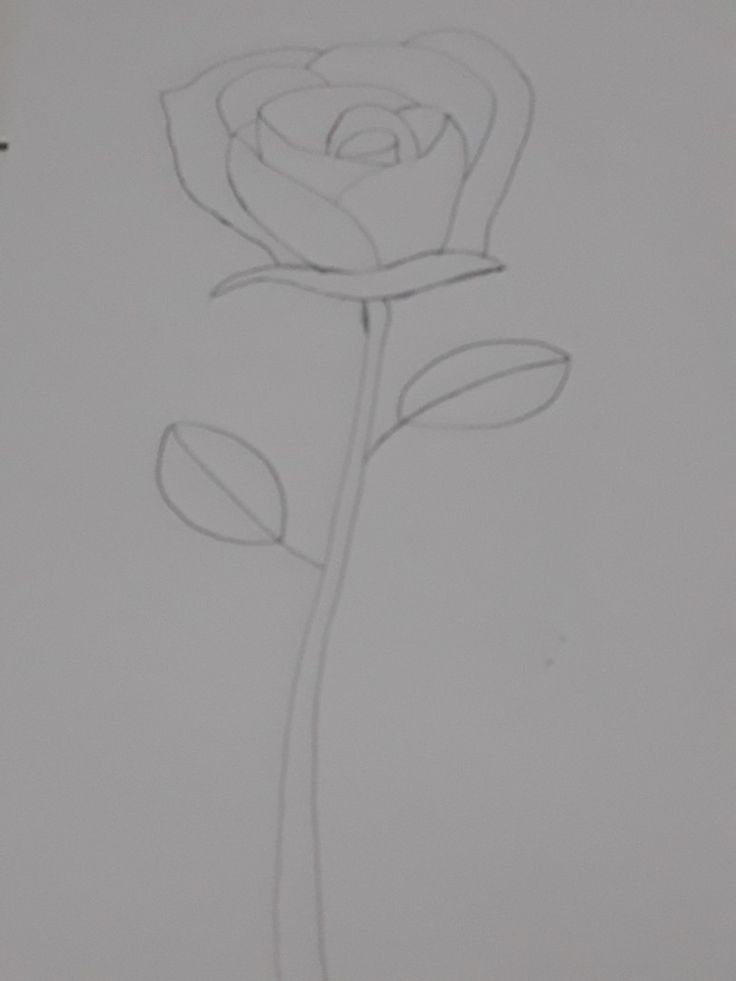 Detail Gambar Bunga Mawar Sederhana Nomer 15