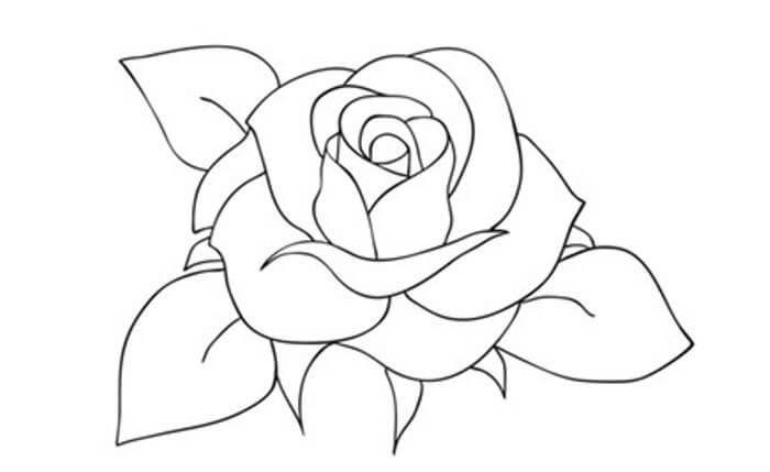 Detail Gambar Bunga Mawar Sederhana Nomer 37