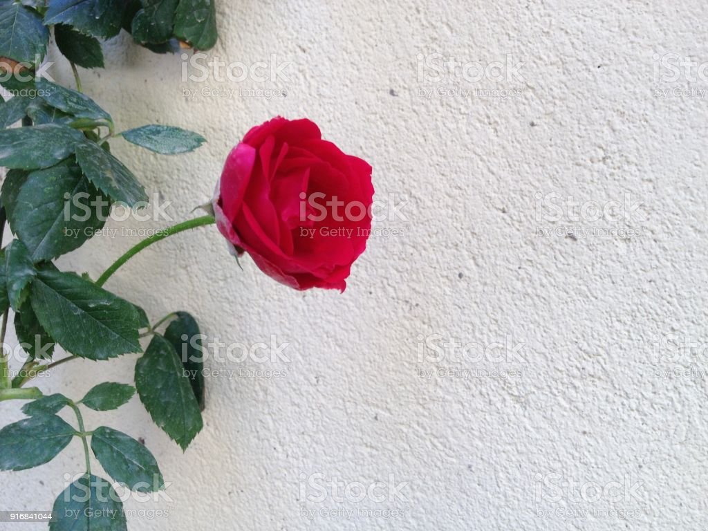 Detail Gambar Bunga Mawar Segar Nomer 56