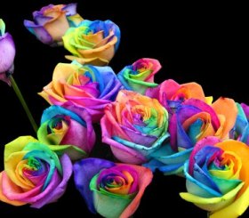 Gambar Bunga Mawar Sering Menggunakan Warna - KibrisPDR