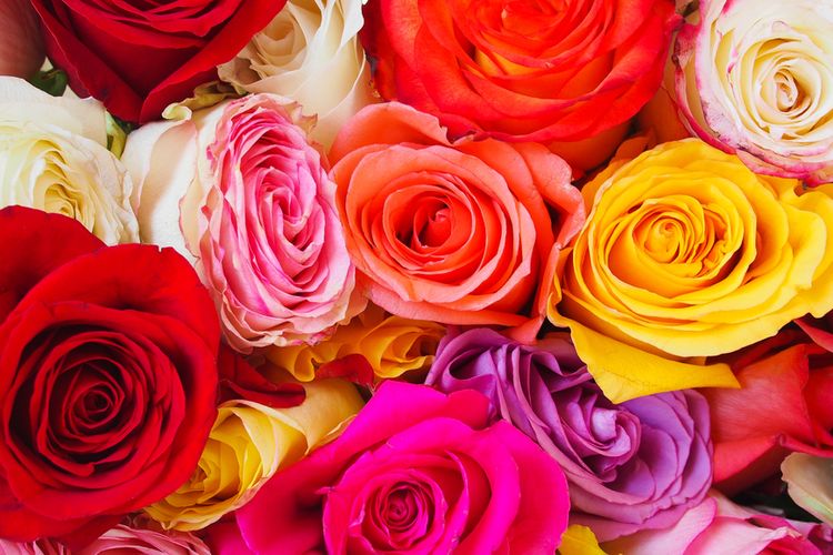 Detail Gambar Bunga Mawar Sering Menggunakan Warna Nomer 7