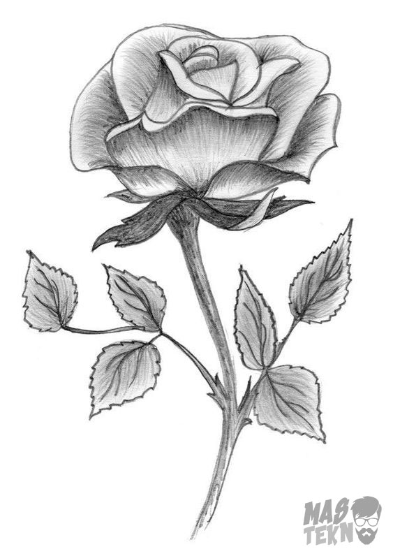 Detail Gambar Bunga Mawar Sketsa Nomer 43