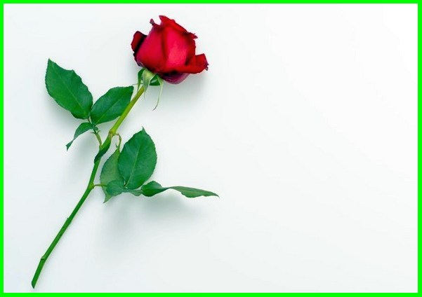 Detail Gambar Bunga Mawar Tanda Cinta Nomer 21