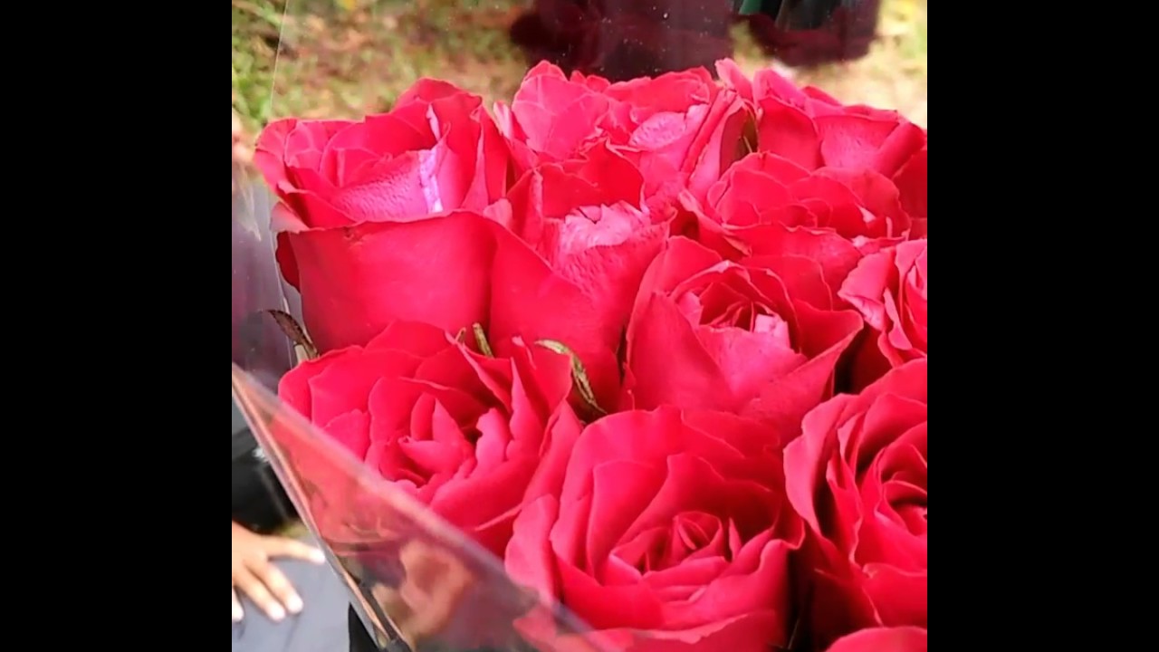 Detail Gambar Bunga Mawar Tanda Cinta Nomer 35