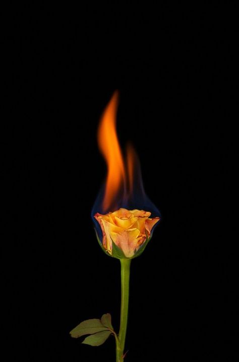 Gambar Bunga Mawar Terbakar - KibrisPDR