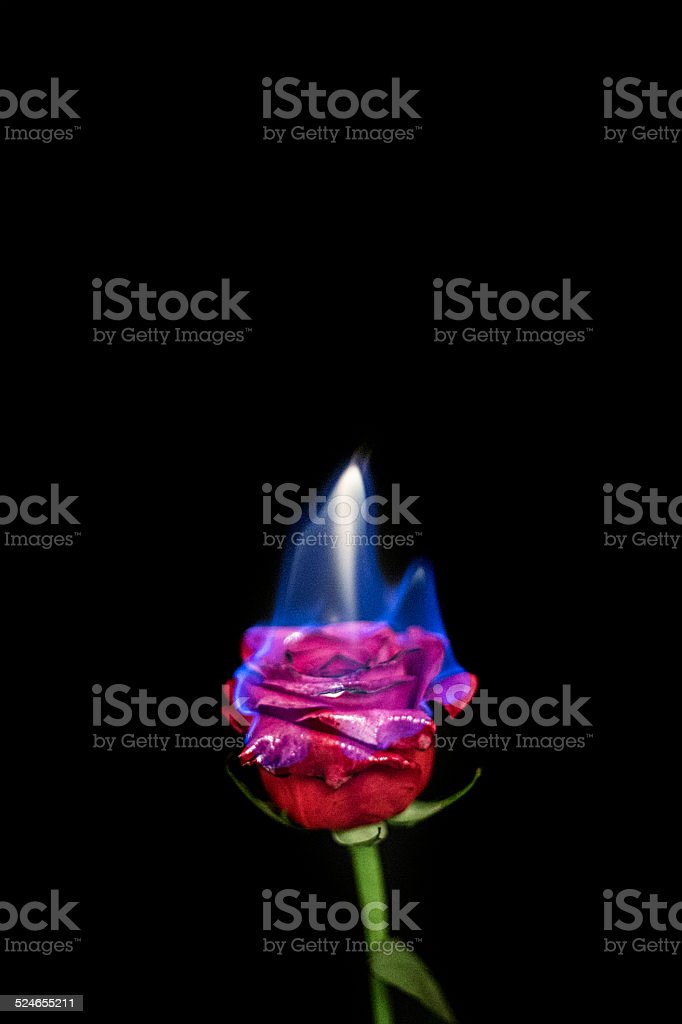 Detail Gambar Bunga Mawar Terbakar Nomer 10