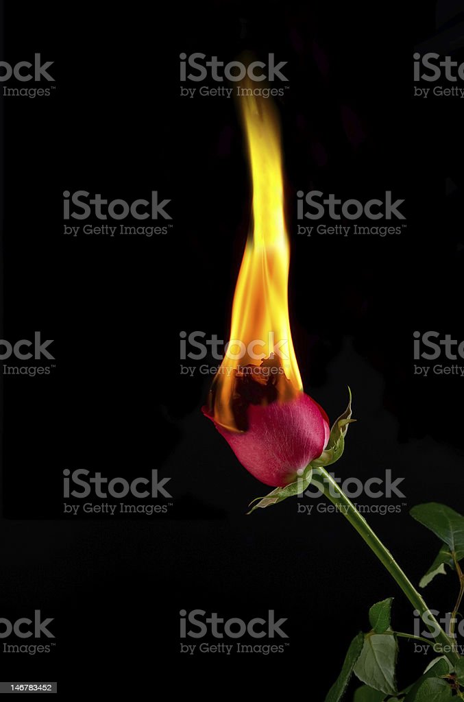 Detail Gambar Bunga Mawar Terbakar Nomer 18