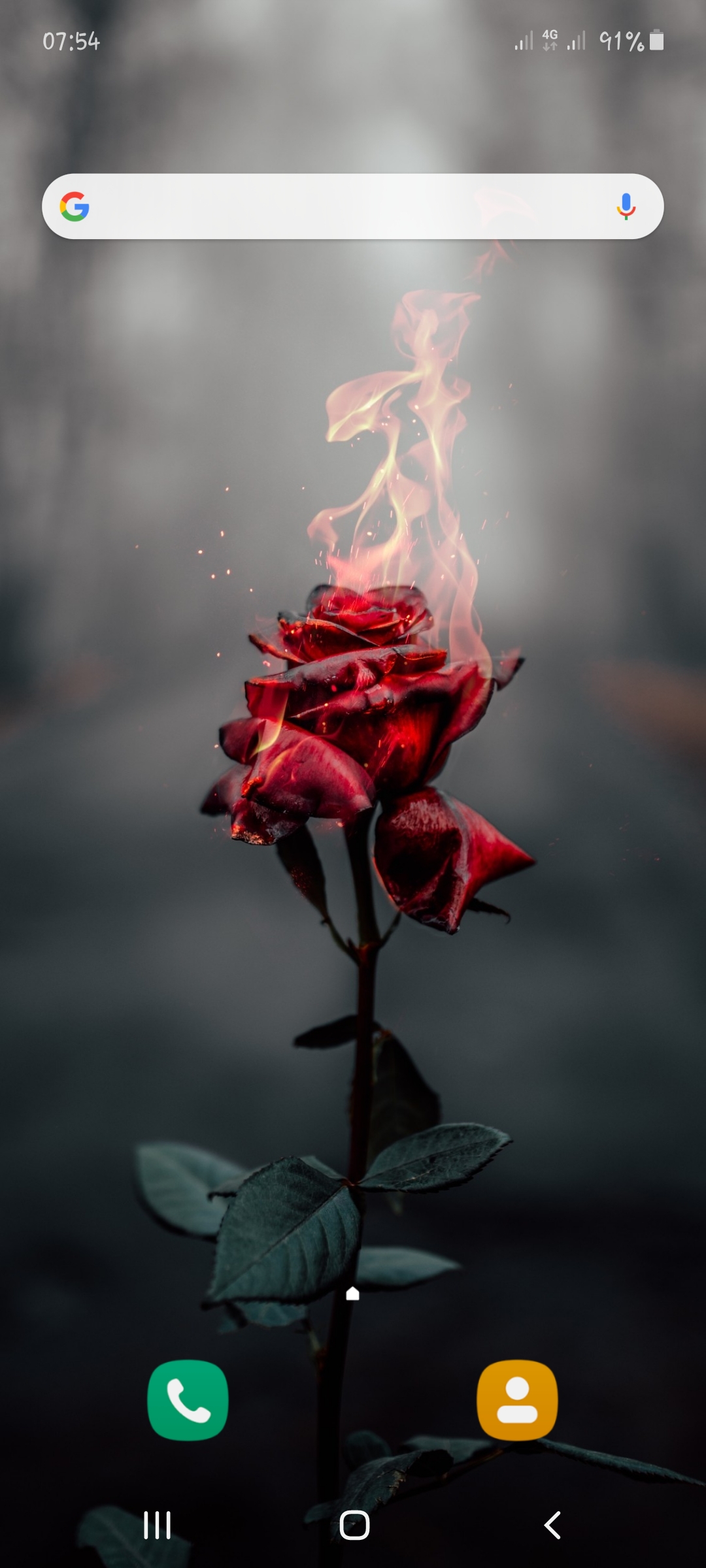 Detail Gambar Bunga Mawar Terbakar Nomer 5