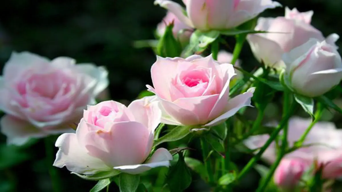 Detail Gambar Bunga Mawar Tercantik Di Dunia Nomer 13