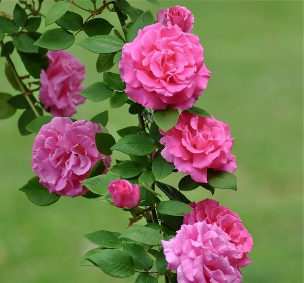 Detail Gambar Bunga Mawar Tercantik Di Dunia Nomer 33