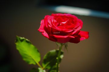Detail Gambar Bunga Mawar Tercantik Di Dunia Nomer 48