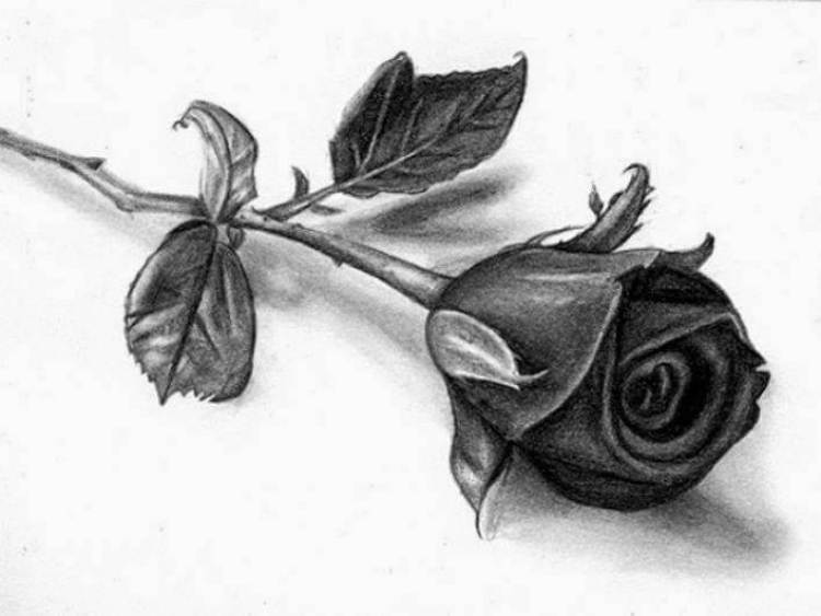 Detail Gambar Bunga Mawar Tiga Dimensi Nomer 2