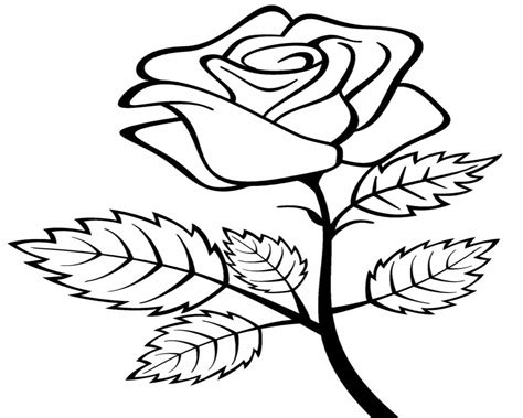 Detail Gambar Bunga Mawar Tk Nomer 13