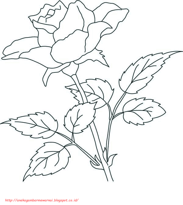 Detail Gambar Bunga Mawar Tk Nomer 36