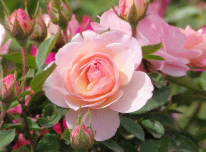 Download Gambar Bunga Mawar Ukuran Kecil Nomer 29
