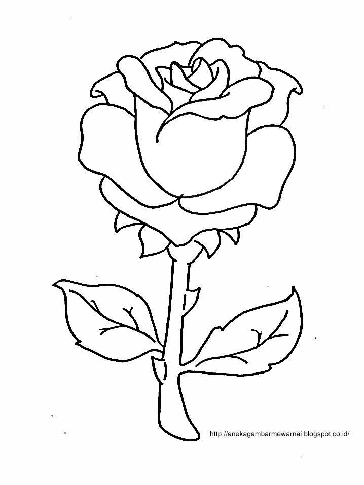 Detail Gambar Bunga Mawar Untuk Mewarnai Nomer 22